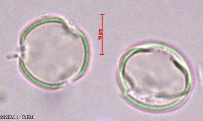 Reseda luteola - lame n° 29380